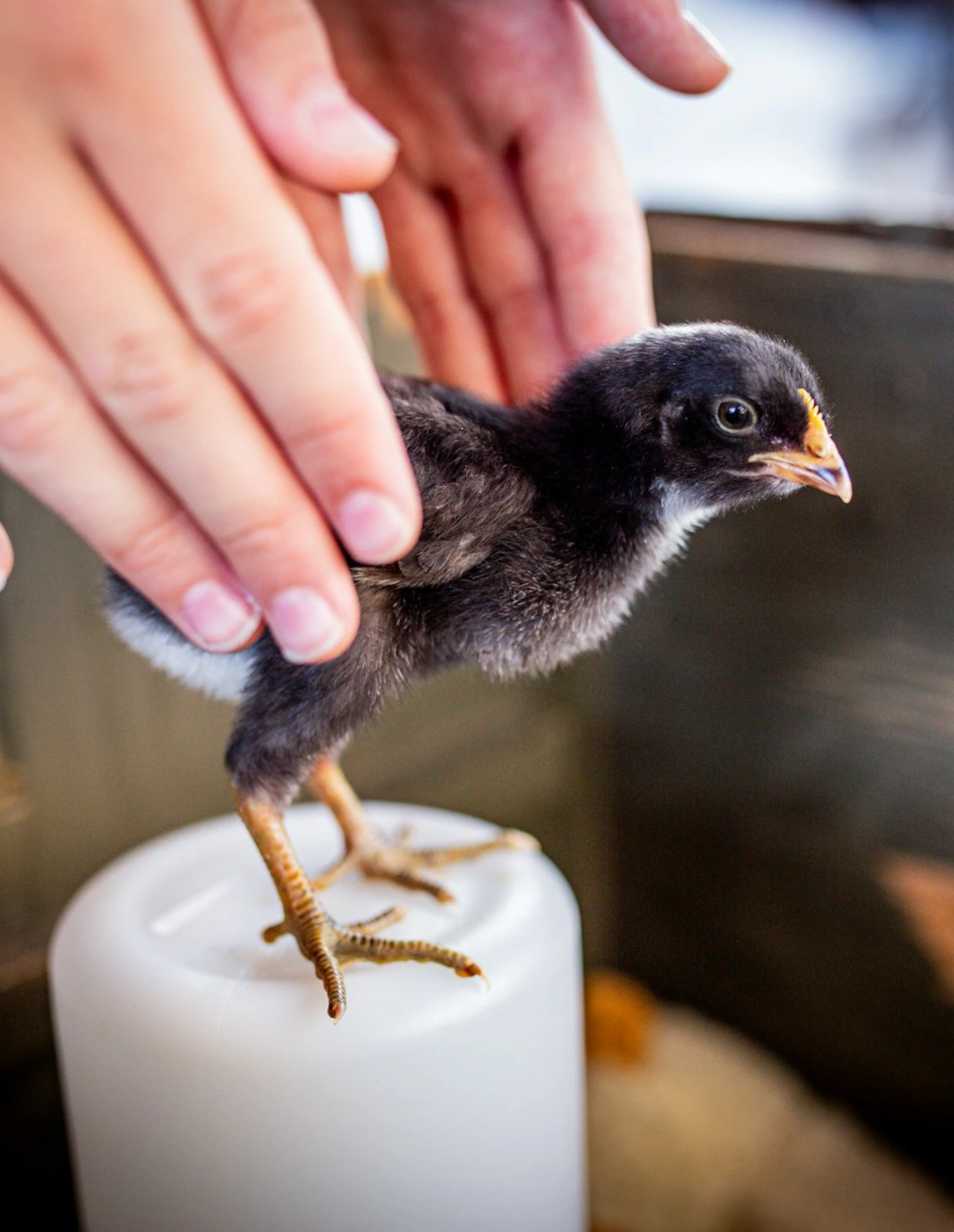 Chick Hatching and starting