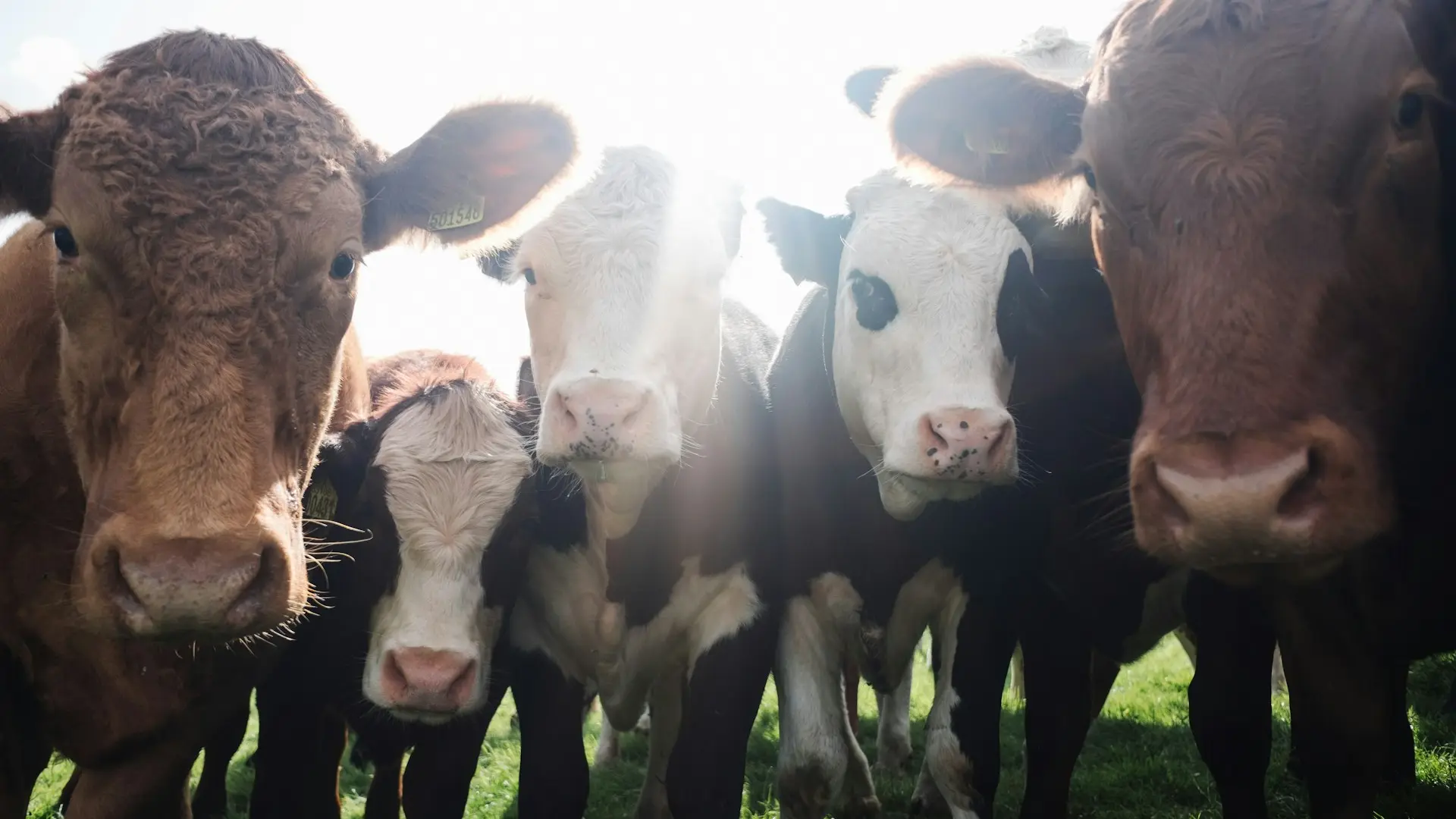 assorted color cattles