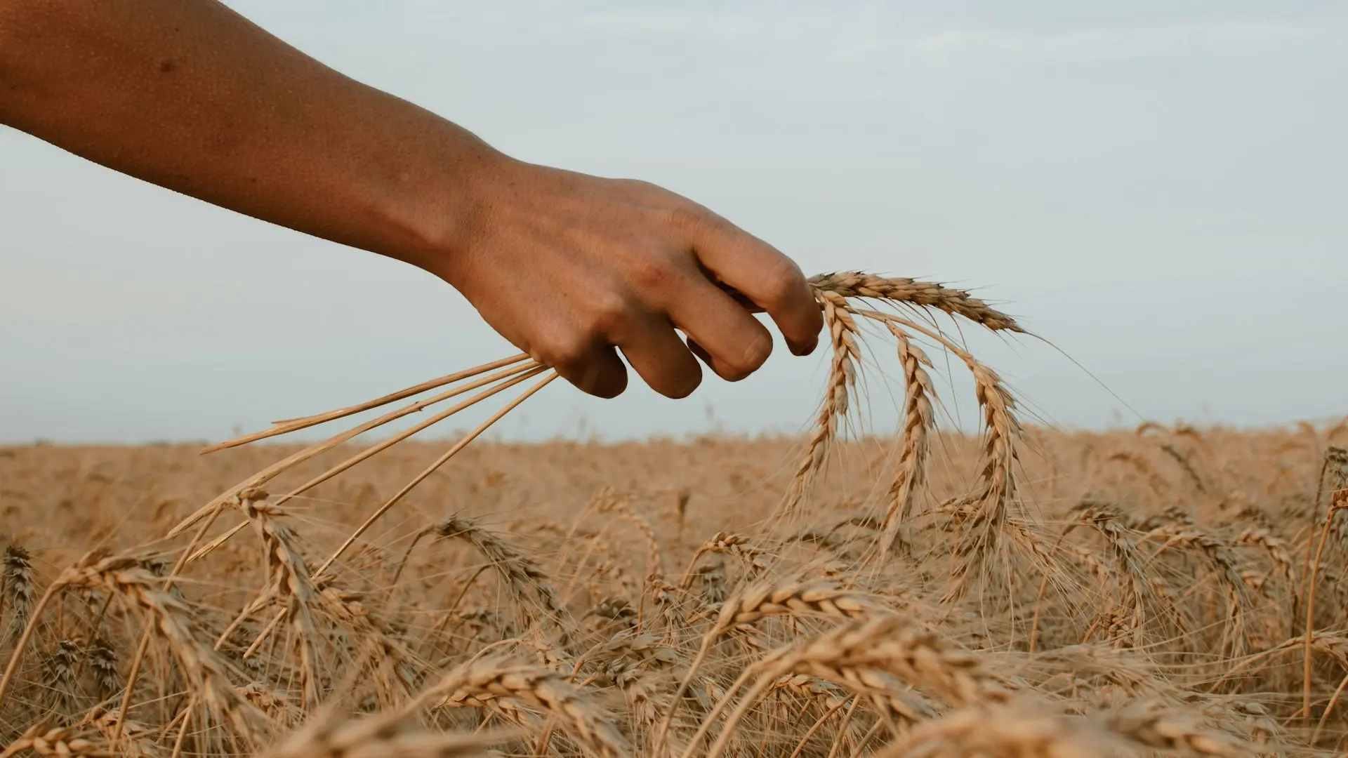 person holding stack of wheat