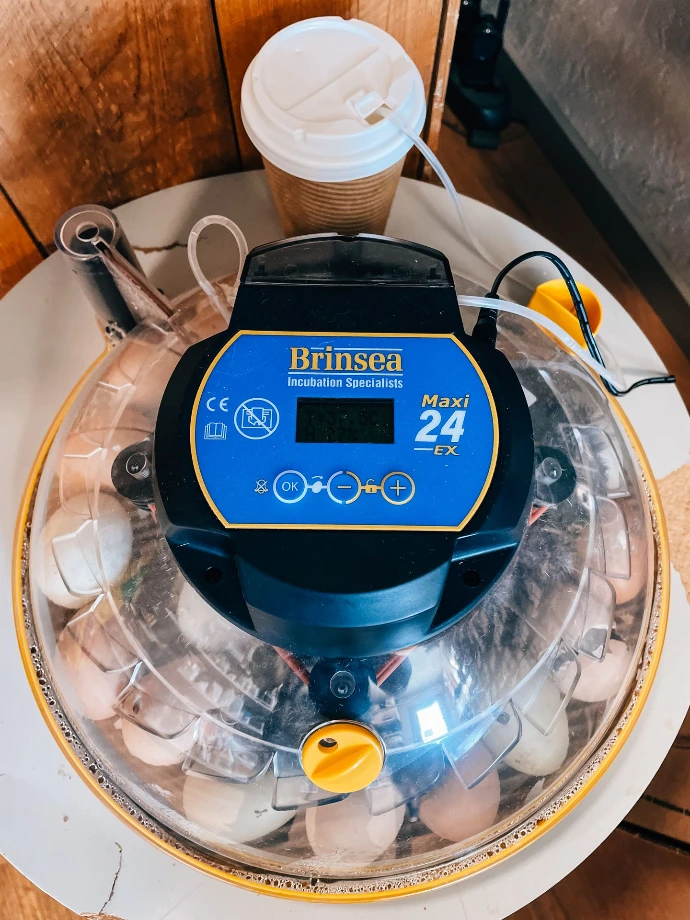 Brinsea Maxi 24 EX incubator