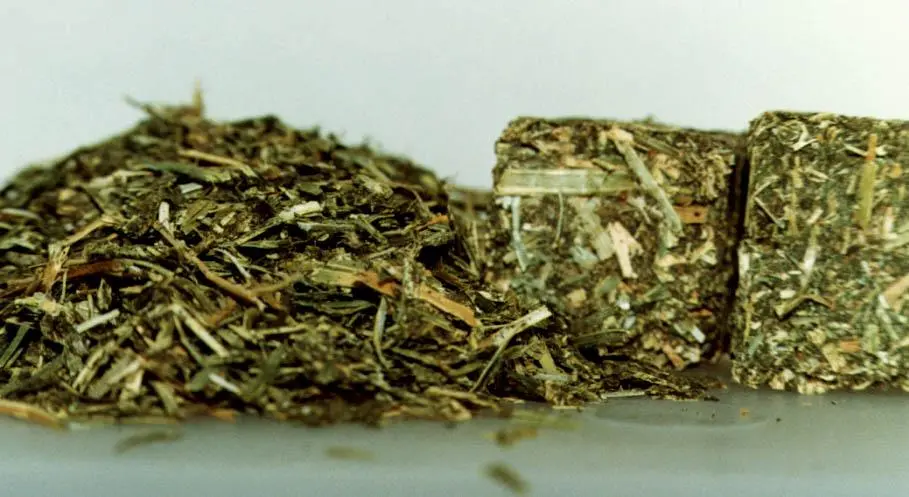 alfalfa_cubes-3.webp
