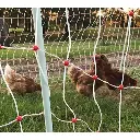 515Wx515H-webp-poultry-netting-with-hens.webp