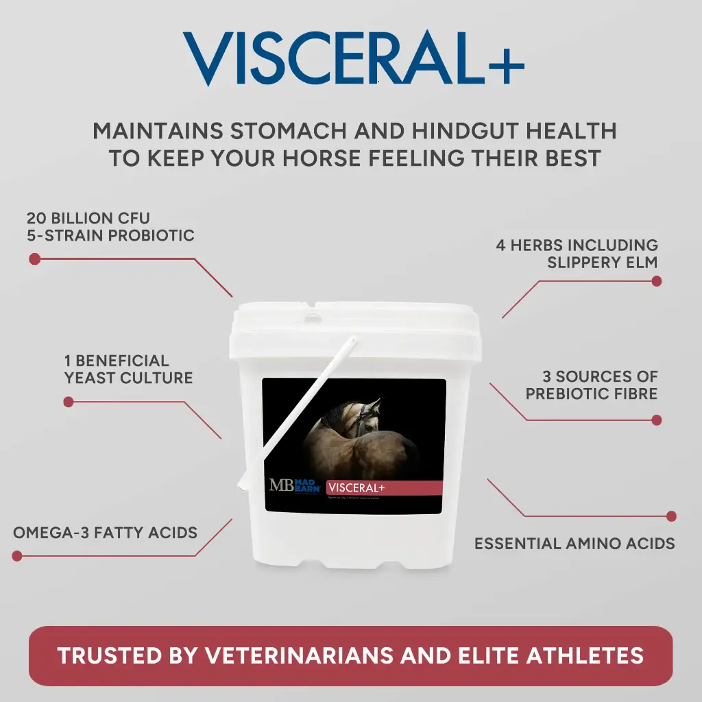 visceral-gastric-and-hindgut-supplement-for-horses-benefits-mad-barn-equine.webp