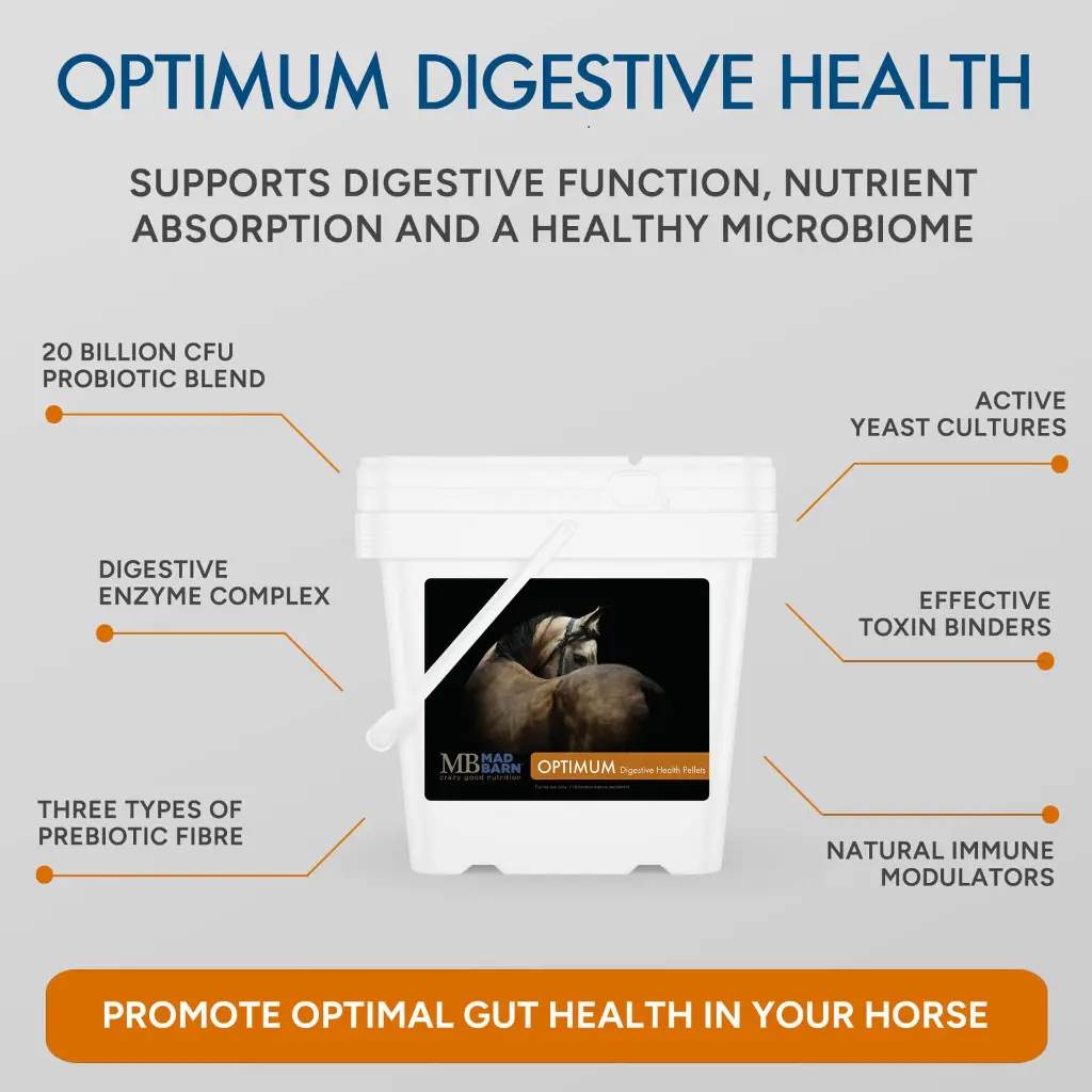 optimum-digestive-health-supplement-for-horses-benefits-mad-barn-equine.webp