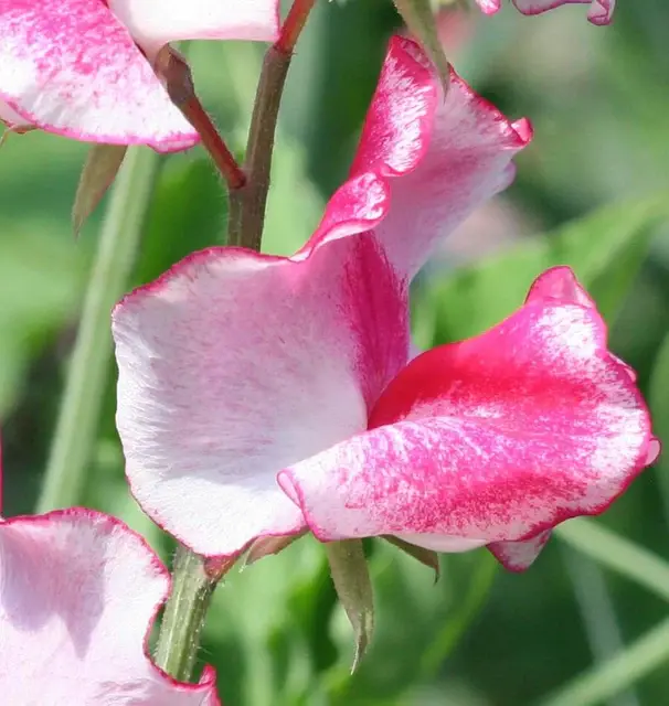 FL3280-2_x640_crop_center.webp