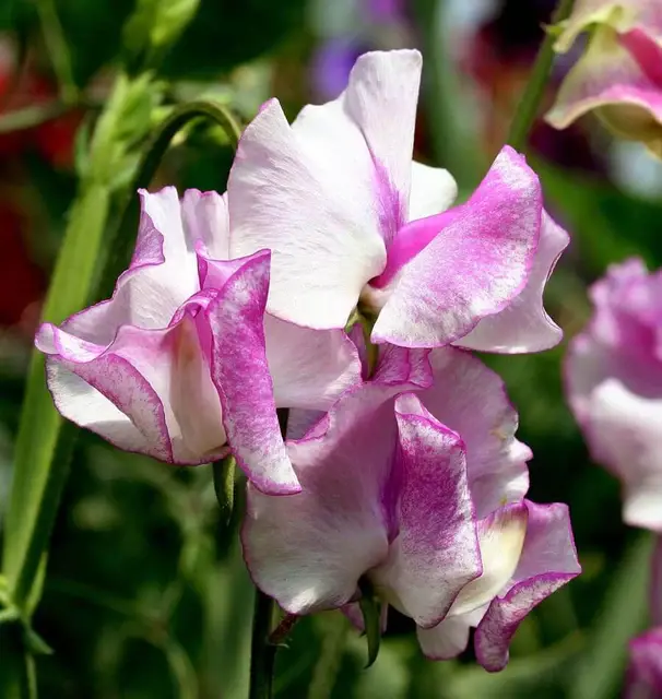 FL3280-4_x640_crop_center.webp