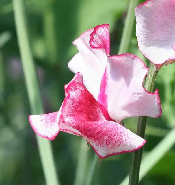 FL3280-3_x640_crop_center.webp