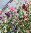 FL3284-4_x640_crop_center.webp