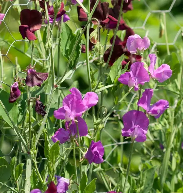FL3284-3_x640_crop_center.webp
