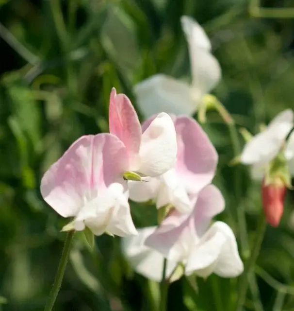 FL3284-2_x640_crop_center.webp
