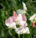 FL3284-2_x640_crop_center.webp
