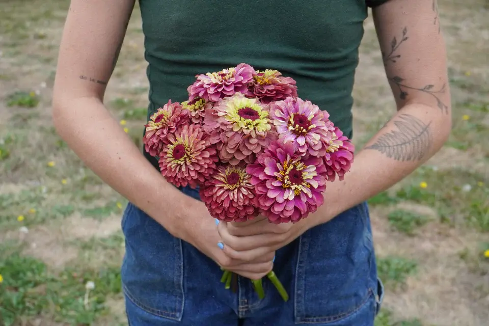 FL4077_Queeny_Lime_Red_Zinnia_DSC02166_faaf12d8-bc4c-4ae7-8546-2f310c30b825_x640_crop_center.webp