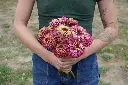 FL4077_Queeny_Lime_Red_Zinnia_DSC02166_faaf12d8-bc4c-4ae7-8546-2f310c30b825_x640_crop_center.webp