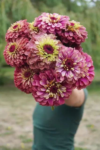FL4077_Queeny_Lime_Red_Zinnia_DSC02171_26164e4c-926b-4135-bb05-2ecfac40dd69_x640_crop_center.webp