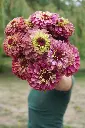 FL4077_Queeny_Lime_Red_Zinnia_DSC02171_26164e4c-926b-4135-bb05-2ecfac40dd69_x640_crop_center.webp