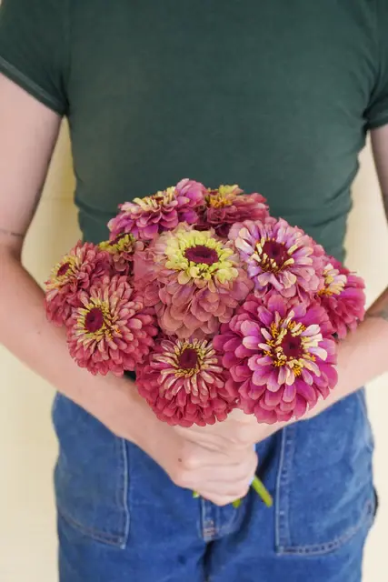 FL4077_Queeny_Lime_Red_Zinnia_DSC02160_a1a782e2-bd35-49e7-9a39-006257bcf134_x640_crop_center.webp