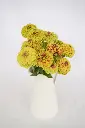 FL4078_Queeny_Lime_with_Blotch_Zinnia_DSC01940_16e1343f-4307-4d58-b3d5-fcf20425e5aa_x640_crop_center.webp