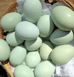 20250113_023420200124_0953ameraucanaegg_300x310 (1).webp