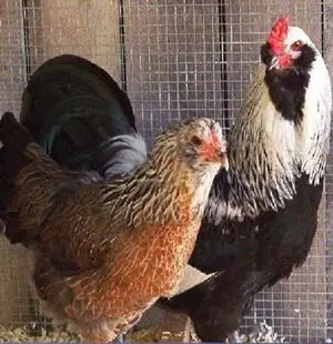 20250114_1147amer_hen_and_roo_300x310 (1).webp