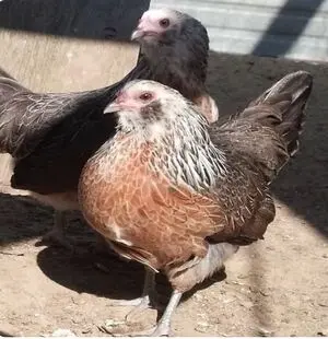 20250114_1136ameraucanahen_300x310 (1).webp