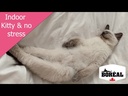 youtube - [Video]