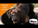 Boreal Dog Functional Large Breed Puppy Chicken 10 kg