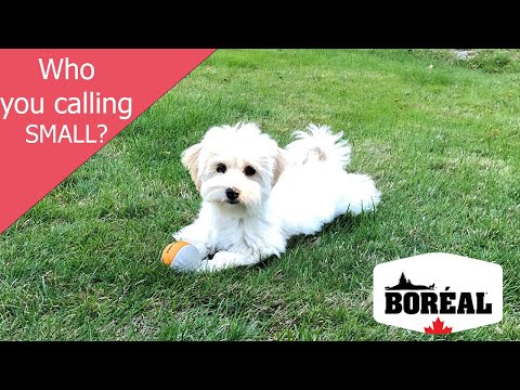 Boreal Dog Original Small Breed Duck 5.44 kg