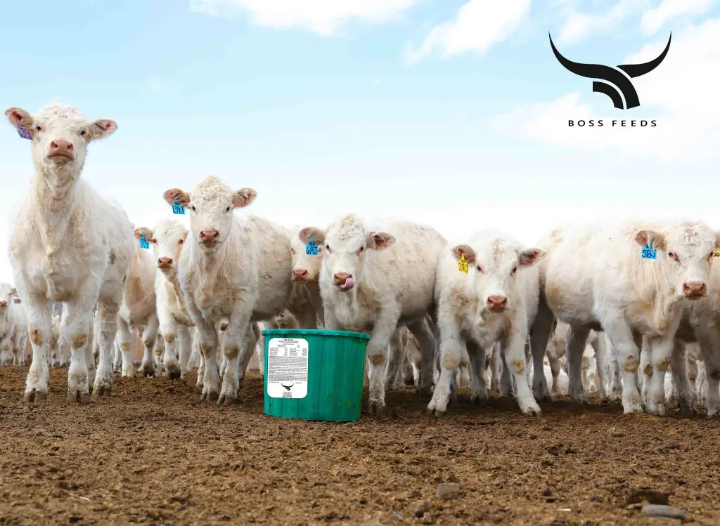 Boss Lick Tubs Cattle Photo