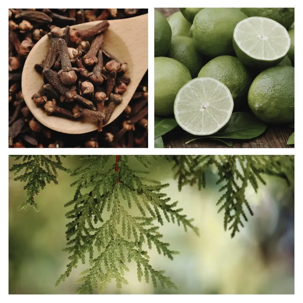 Be Northern Simmer Pot Mix, Natural Wooded Citrus Aroma 2.webp