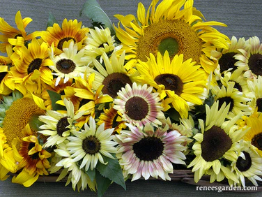 Renee's Scatter Can - Summer Sunflowers