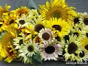 Renee's Scatter Can - Summer Sunflowers