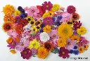 Renee's Garden Scatter Can - Bouquet