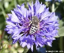 Renee's Garden Scatter Can - Pollinators