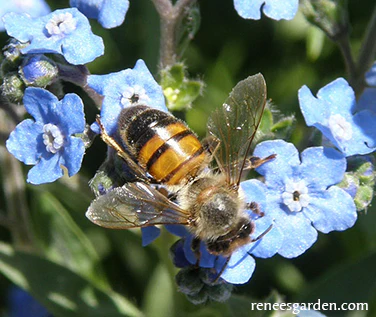 Renee's Garden Scatter Can - Pollinators