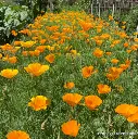 Renee's Garden Scatter Can - Poppies