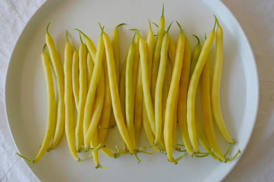 WCS Caspian Bean 2.webp