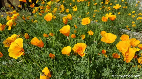 Renee's Garden Scatter Can - Poppies