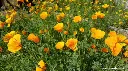 Renee's Garden Scatter Can - Poppies