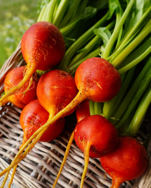 WCS Beets - Golden Boy