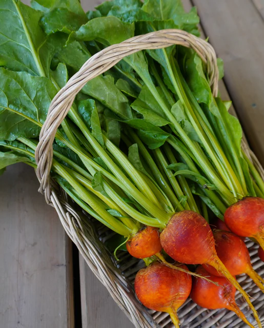 WCS Beets - Golden Boy