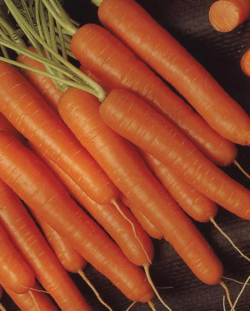 WCS Carrots - Bolero F1 (Pelleted)