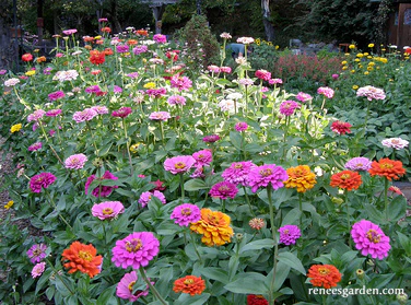 Renee's Garden Scatter Can - Rainbow Zinnia