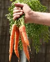WCS Carrots - Bolero F1 (Pelleted)