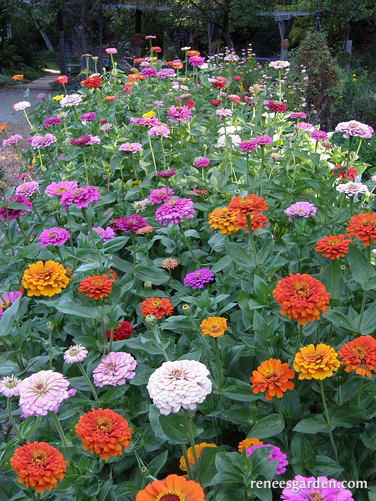 Renee's Garden Scatter Can - Rainbow Zinnia
