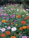 Renee's Garden Scatter Can - Rainbow Zinnia