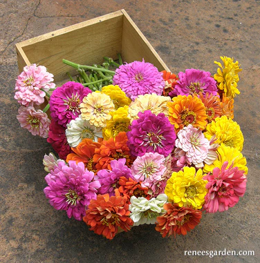 Renee's Garden Scatter Can - Rainbow Zinnia