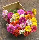Renee's Garden Scatter Can - Rainbow Zinnia