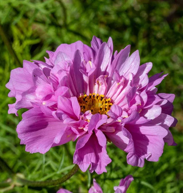 FL2028-Rose-Bonbon-0X7A4275_x640_crop_center.webp