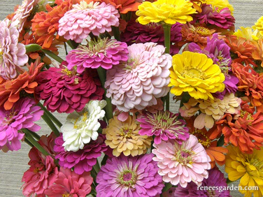 Renee's Garden Scatter Can - Rainbow Zinnia