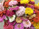 Renee's Garden Scatter Can - Rainbow Zinnia